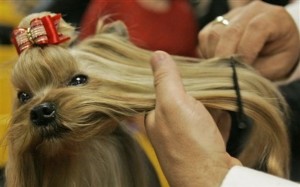 yorky-being-groomed.jpg